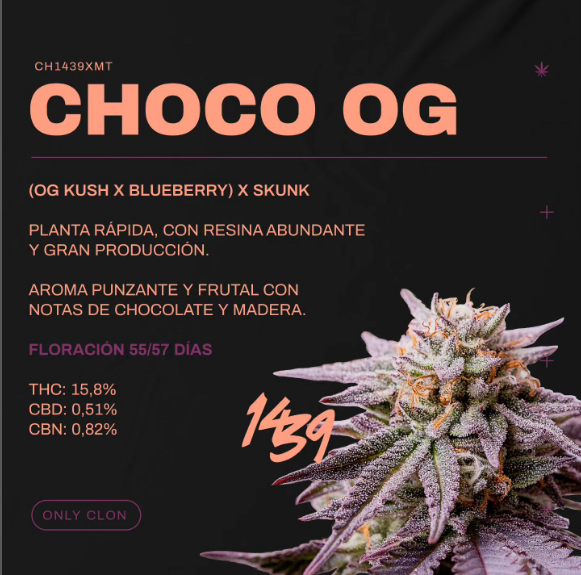Choco OG 1439 x3
