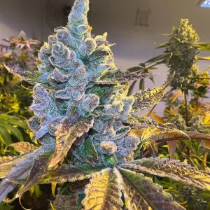 Esqueje Tropicana WFC Sweed Lab