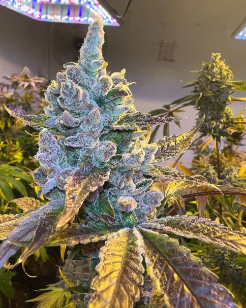 Esqueje Tropicana WFC Sweed Lab