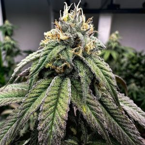 Esqueje Purple Karma Billy Seeds