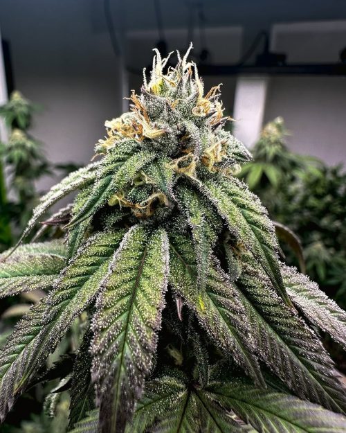 Esqueje Purple Karma Billy Seeds