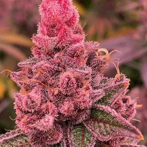 Fancy Gummy x 3 Rkiem Seeds