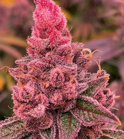 Fancy Gummy x 3 Rkiem Seeds