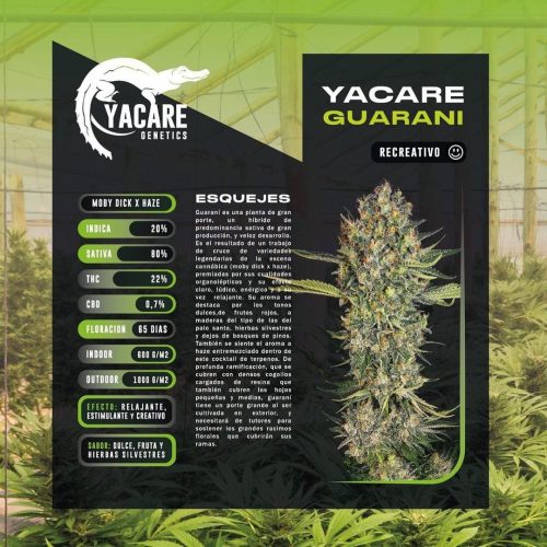 Esqueje Yacaré Guaraní Sativa