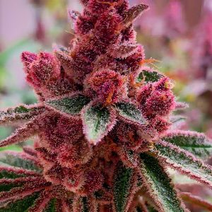 Esqueje Fancy Gummy Rkiem Seeds