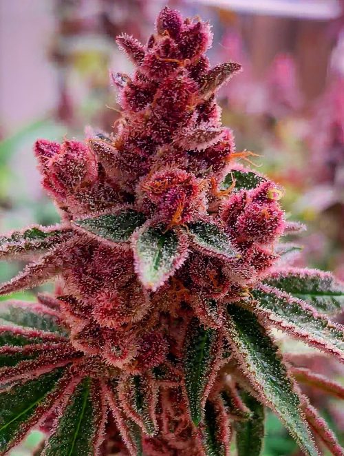 Esqueje Fancy Gummy Rkiem Seeds