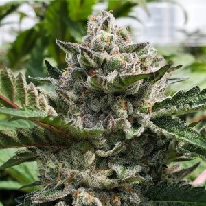 Banana Kush FotoFem 3+2