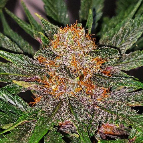 Tangerine FotoFem 3+2