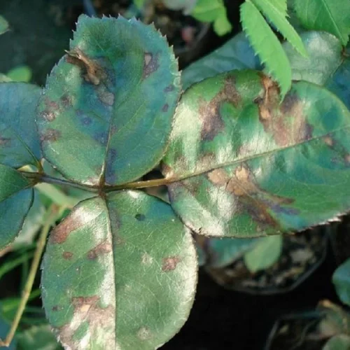 Mamboreta Foli 30cm - Imagen 3