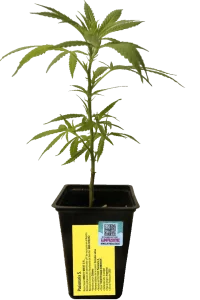 Yacaré Pasionaria CBD