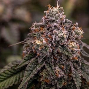 Gorilla Cookies FotoFem 3+2