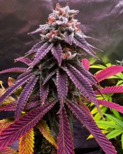 Purple Karma FotoFem x 3
