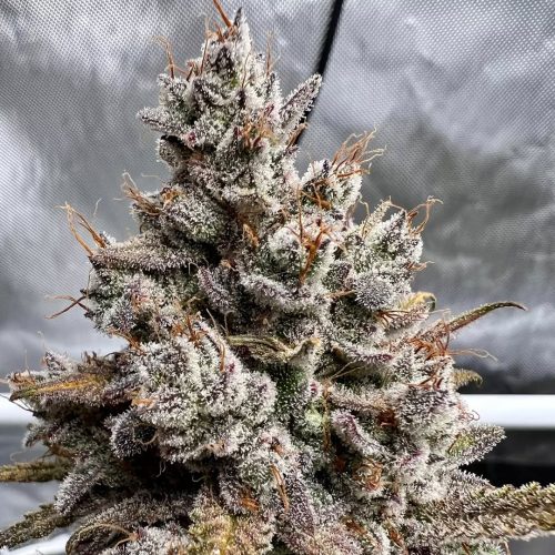 Gnomo Afgani Auto 3+2