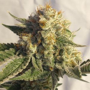 Madre Blanca Raices Firmes