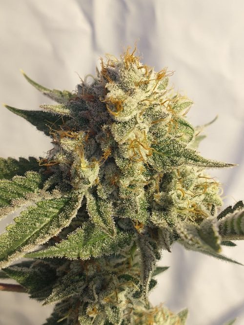 Madre Blanca Raices Firmes