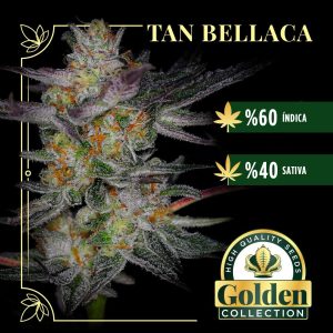 Tan bellaca Foto Fem x3