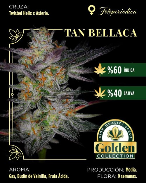 Tan bellaca Foto Fem x3