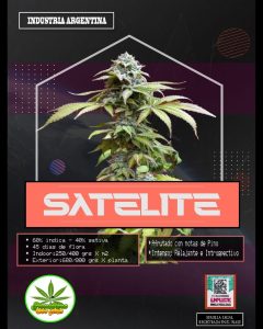 Satélite Loco Yorsh