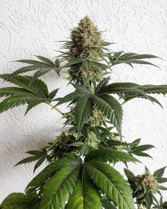 Satélite Loco Yorsh