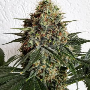 Satélite Loco Yorsh