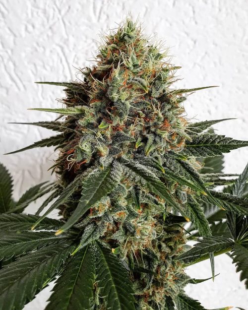 Satélite Loco Yorsh