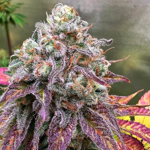 Eleven Kush FotoFem 3+2