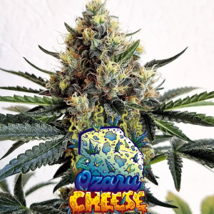 Ozaru Cheese Auto 3+1