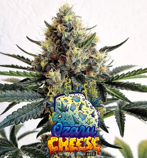 Ozaru Cheese Auto 3+1