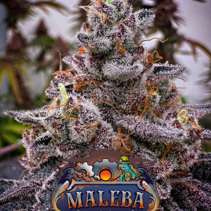 Maleba KameSeeds FotoFem x3