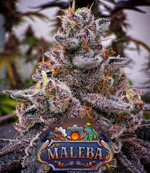 Maleba KameSeeds FotoFem x3