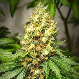 Kame Haze KameSeeds FotoFem x3