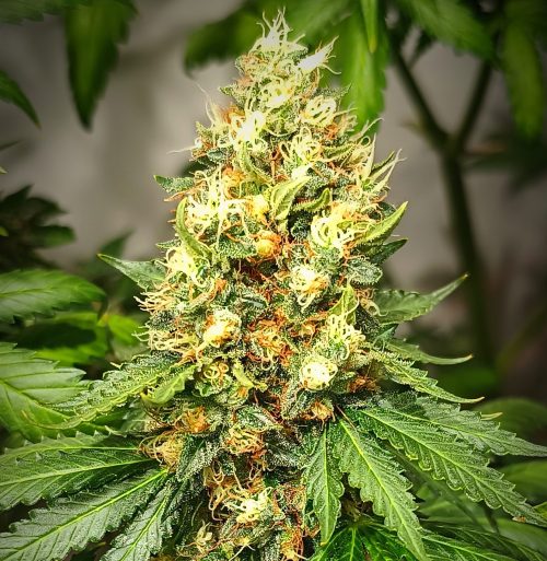 Kame Haze KameSeeds FotoFem x3