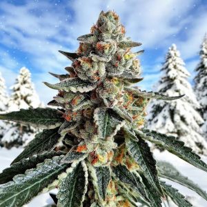 Bariloche Indica FotoFem 3+2