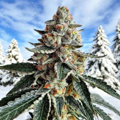 Bariloche Indica FotoFem 3+2