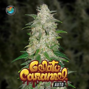 Gelato Caramel Auto 3+1