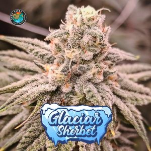 Glaciar Sherbet Auto 3+1