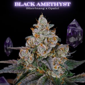 Black Amethyst SecretFile Foto Fem x4