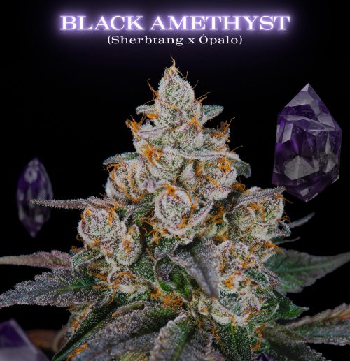 Black Amethyst SecretFile Foto Fem x4