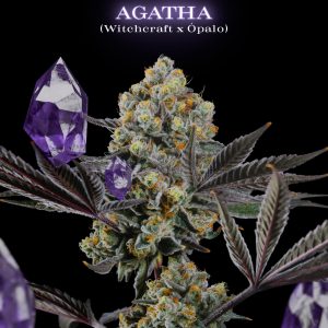 Aghata SecretFile Foto Fem x4