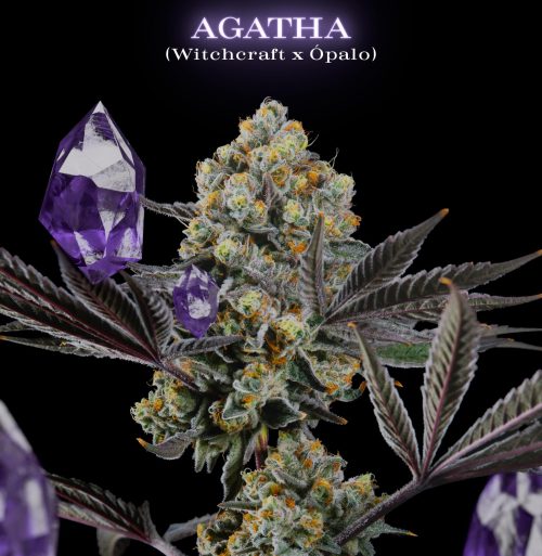 Aghata SecretFile Foto Fem x4