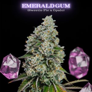 Emerald Gum SecretFile Foto Fem x4