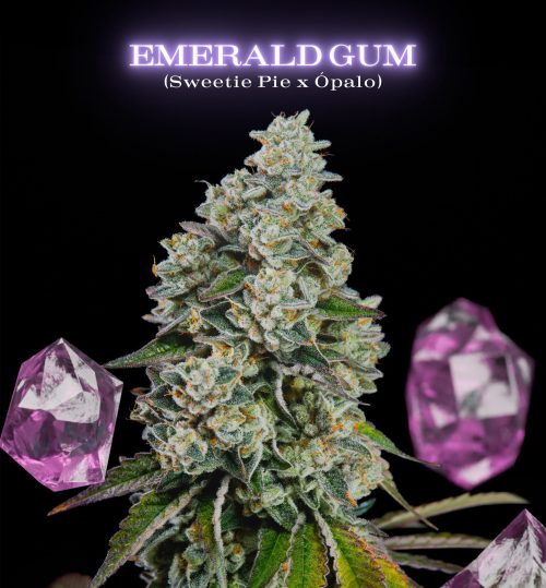 Emerald Gum SecretFile Foto Fem x4