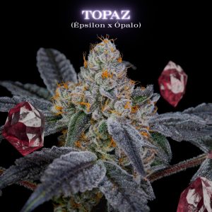 Topaz SecretFile Foto Fem x4