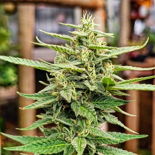 Candy Kush Baires Genetics Auto x3