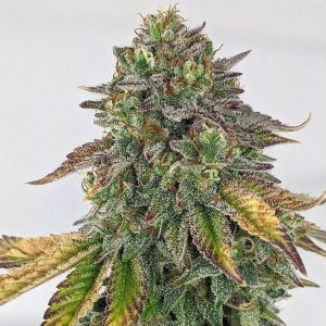 Ak Ultra Auto C+Witch x3