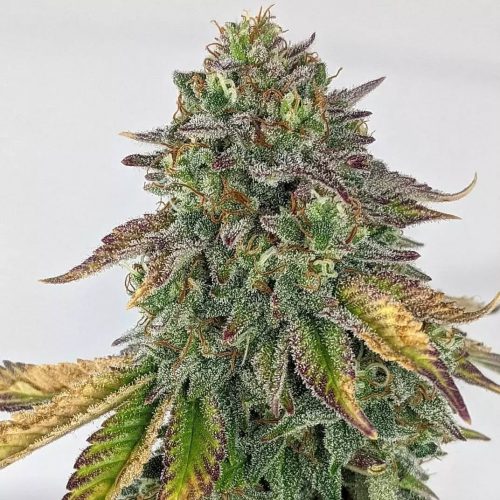 Ak Ultra Auto C+Witch x3