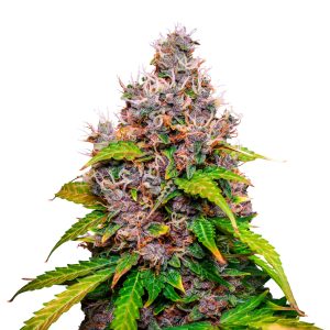 Watermelon Baires Genetics Auto x3