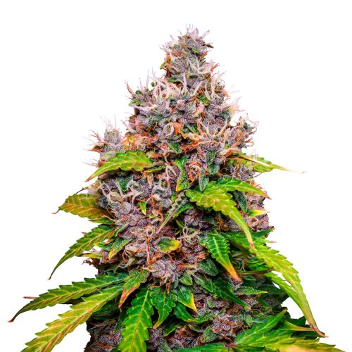 Watermelon Baires Genetics Auto x3