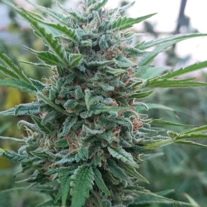 9001 Kame Seeds FotoFem x3