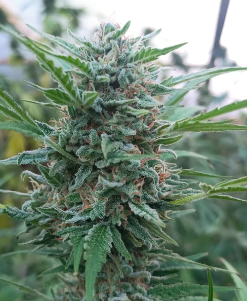 9001 Kame Seeds FotoFem x3